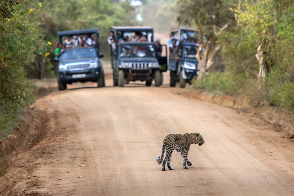 Yala National Park Safari