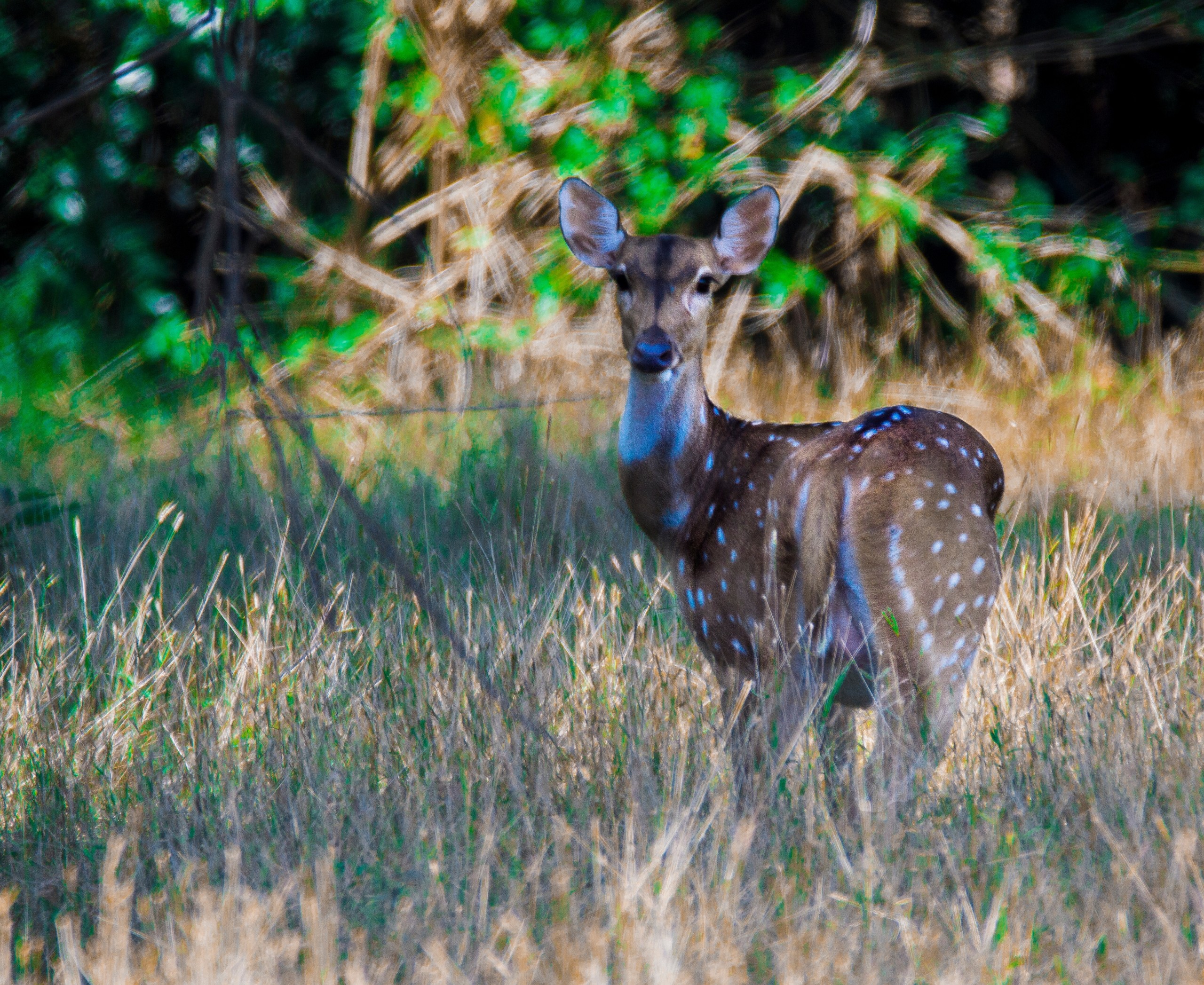 Sri,Lankan,Deer,At,Wasgamuwa,National,Park